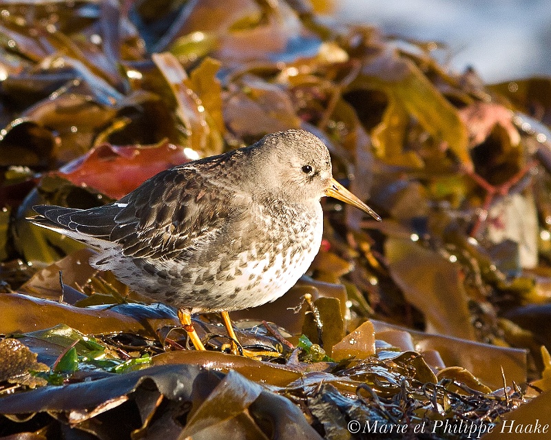 Becasseau violet 1129_wm.jpg - Bécasseau violet - Purple Sandpiper - Calidris maritima(Bretagne, France, janvier 2011)